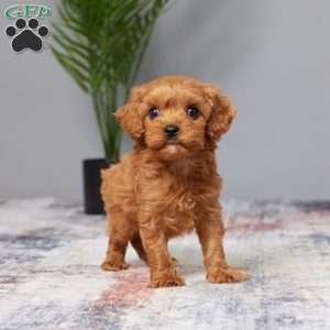 Twinkle, Cavapoo Puppy